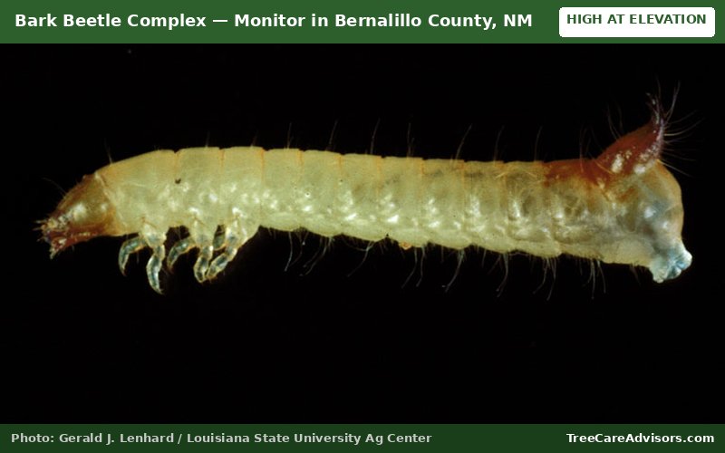 Bark Beetle Complex  -  active in Bernalillo County, NM