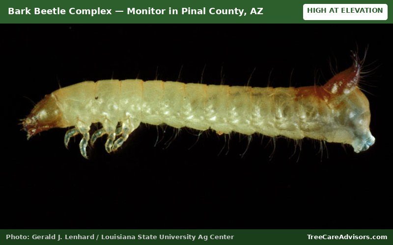 Bark Beetle Complex  -  active in Pinal County, AZ