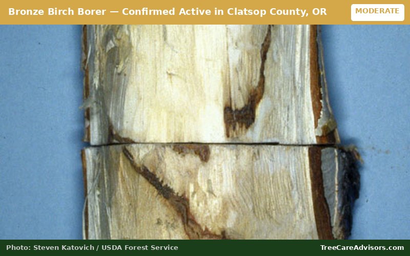 Bronze Birch Borer  -  active in Clatsop County, OR