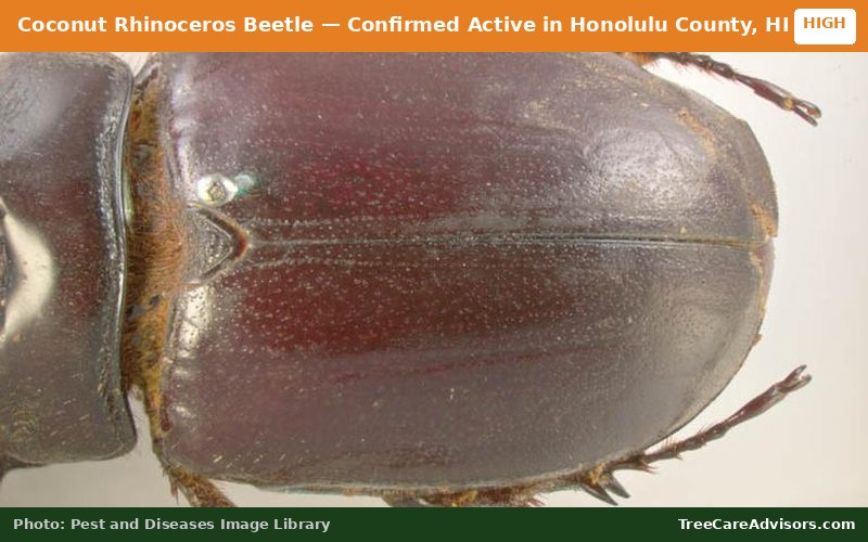 Coconut Rhinoceros Beetle  -  active in Honolulu County, HI
