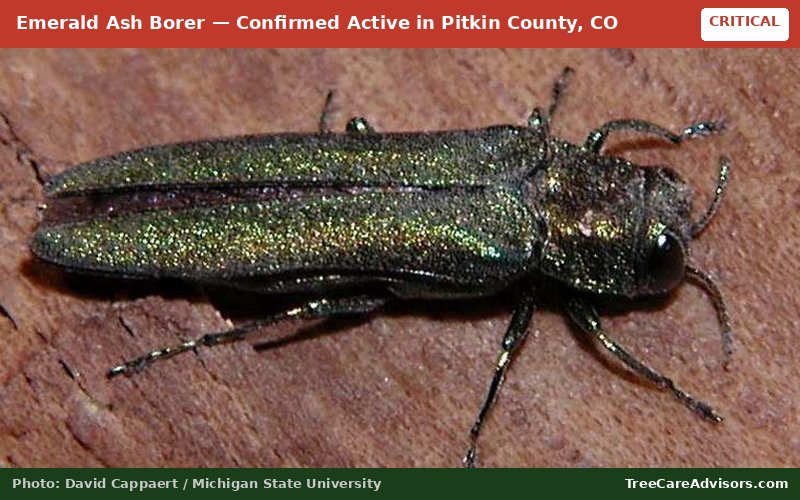 Emerald Ash Borer  -  active in Pitkin County, CO