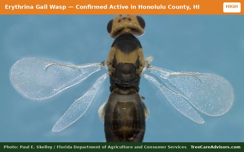 Erythrina Gall Wasp  -  active in Honolulu County, HI
