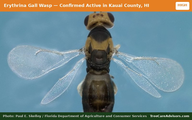 Erythrina Gall Wasp  -  active in Kauai County, HI