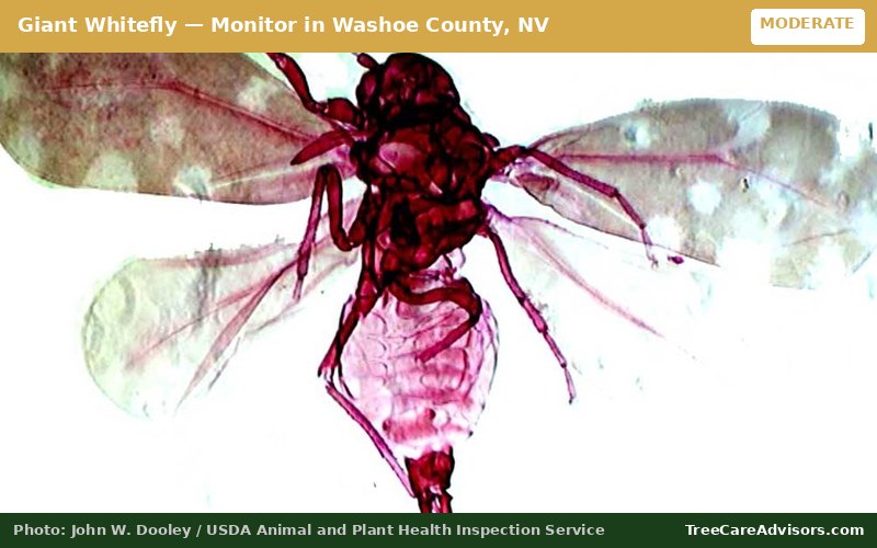 Giant Whitefly  -  active in Washoe County, NV