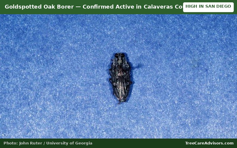 Goldspotted Oak Borer  -  active in Calaveras County, CA