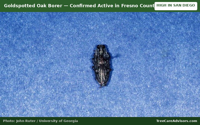 Goldspotted Oak Borer  -  active in Fresno County, CA
