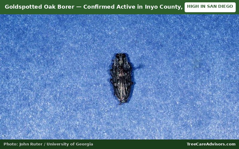 Goldspotted Oak Borer  -  active in Inyo County, CA