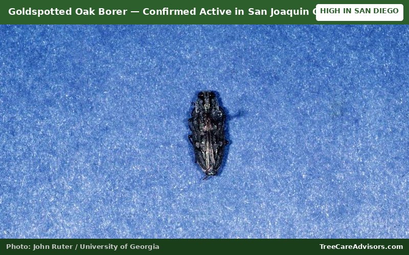 Goldspotted Oak Borer  -  active in San Joaquin County, CA