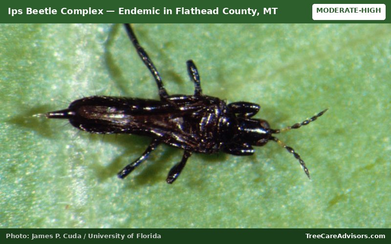 Ips Beetle Complex  -  active in Flathead County, MT