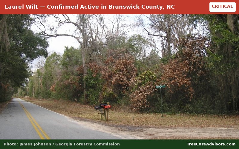 Laurel Wilt  -  active in Brunswick County, NC
