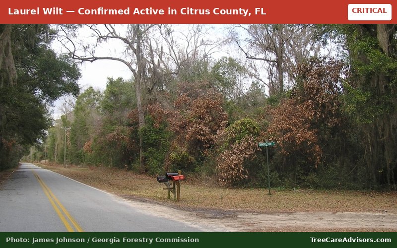 Laurel Wilt  -  active in Citrus County, FL