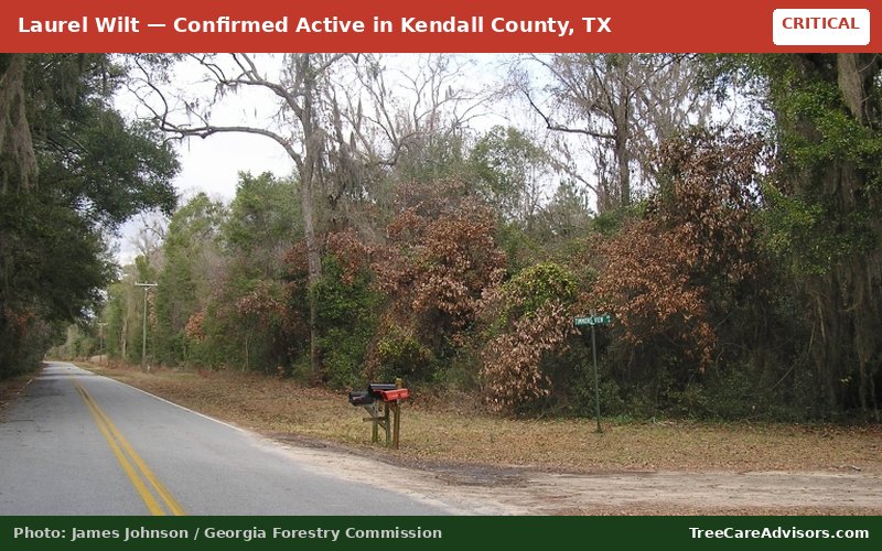 Laurel Wilt  -  active in Kendall County, TX