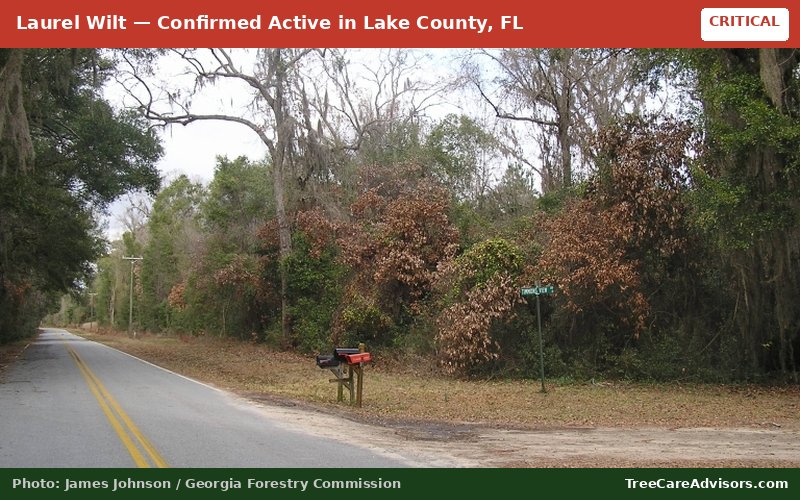 Laurel Wilt  -  active in Lake County, FL