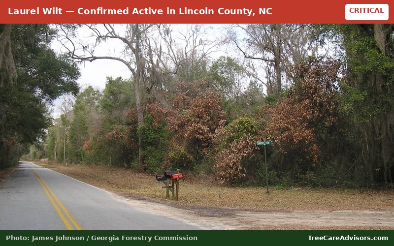 Laurel Wilt  -  active in Lincoln County, NC