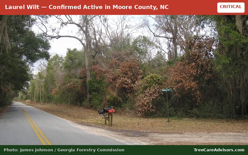 Laurel Wilt  -  active in Moore County, NC