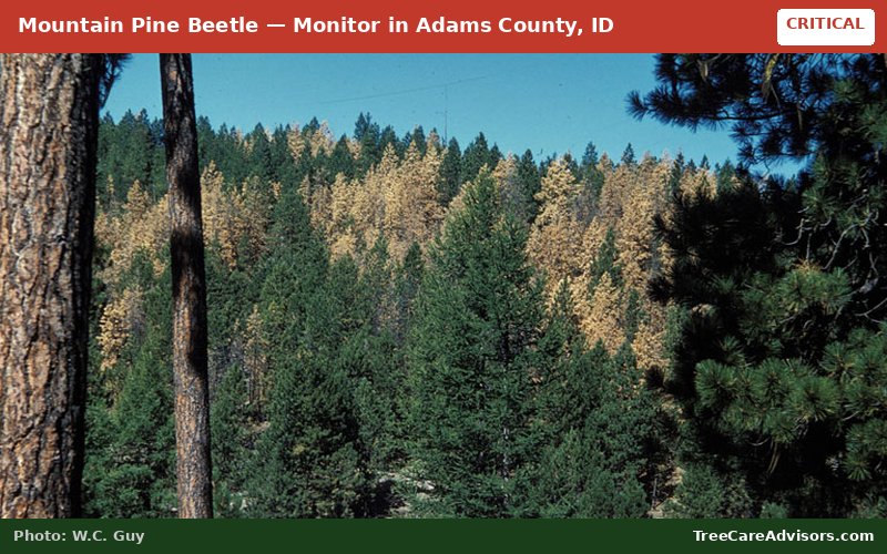 Mountain Pine Beetle  -  active in Adams County, ID