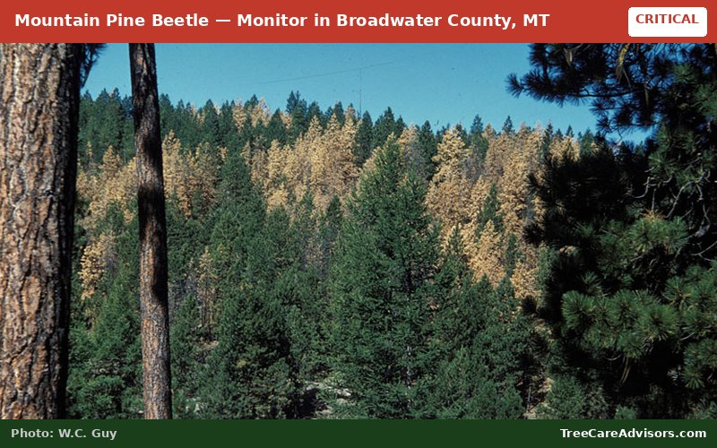 Mountain Pine Beetle  -  active in Broadwater County, MT