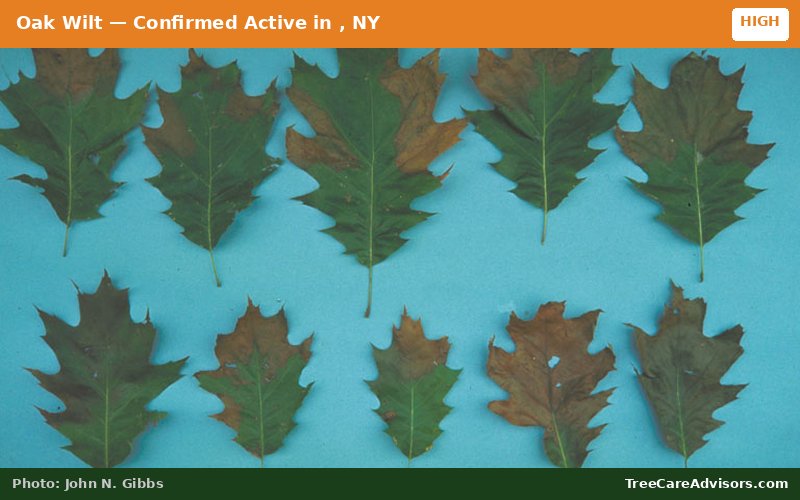 Oak Wilt  -  active in , NY