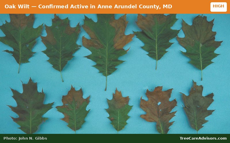 Oak Wilt  -  active in Anne Arundel County, MD