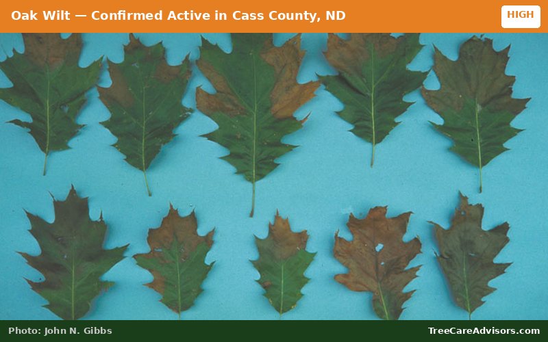 Oak Wilt  -  active in Cass County, ND
