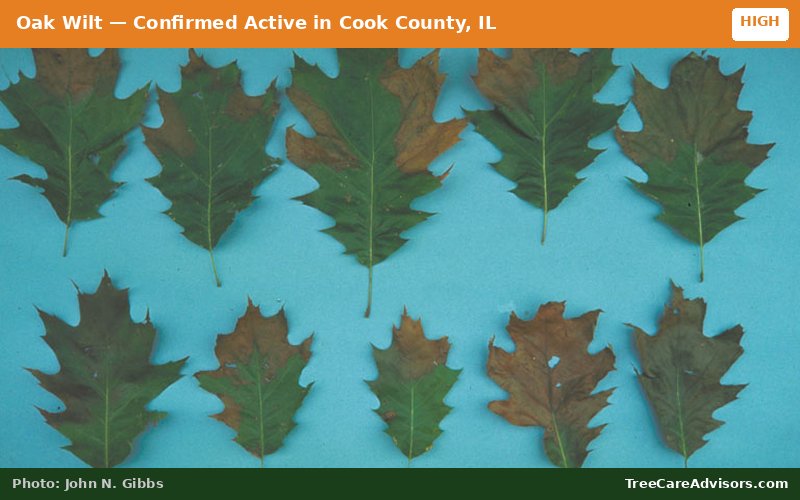 Oak Wilt  -  active in Cook County, IL