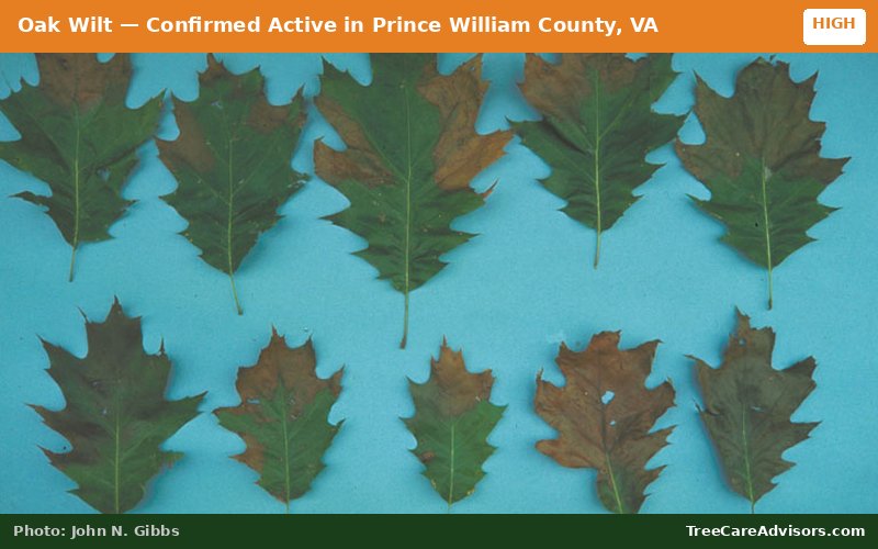Oak Wilt  -  active in Prince William County, VA