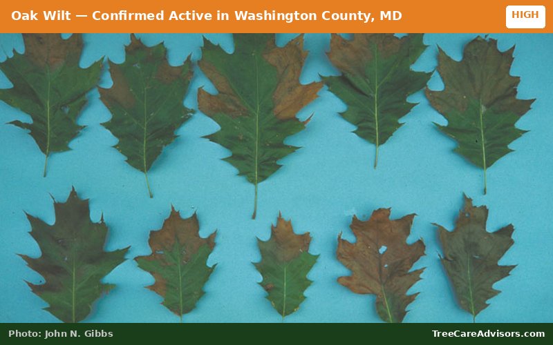 Oak Wilt  -  active in Washington County, MD