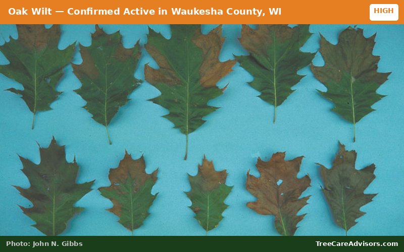 Oak Wilt  -  active in Waukesha County, WI