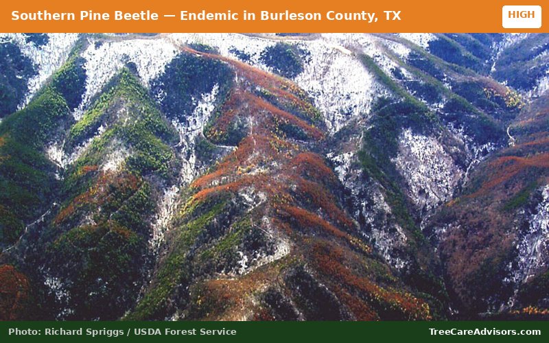 Southern Pine Beetle  -  active in Burleson County, TX