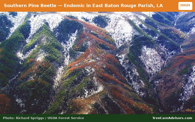 Southern Pine Beetle  -  active in East Baton Rouge Parish, LA