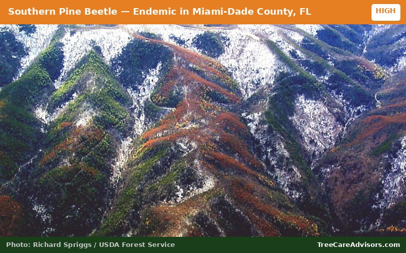 Southern Pine Beetle  -  active in Miami-Dade County, FL