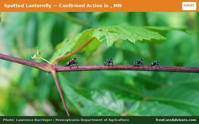 Spotted Lanternfly  -  active in , MN