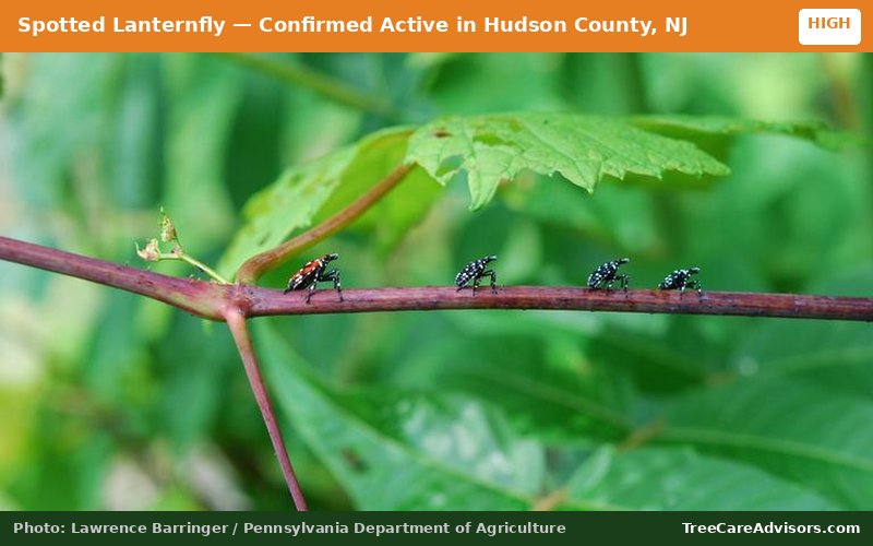 Spotted Lanternfly  -  active in Hudson County, NJ