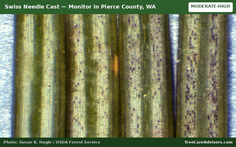 Swiss Needle Cast  -  active in Pierce County, WA