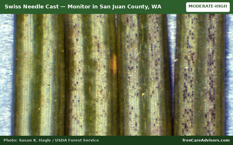 Swiss Needle Cast  -  active in San Juan County, WA