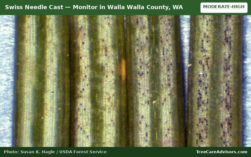 Swiss Needle Cast  -  active in Walla Walla County, WA