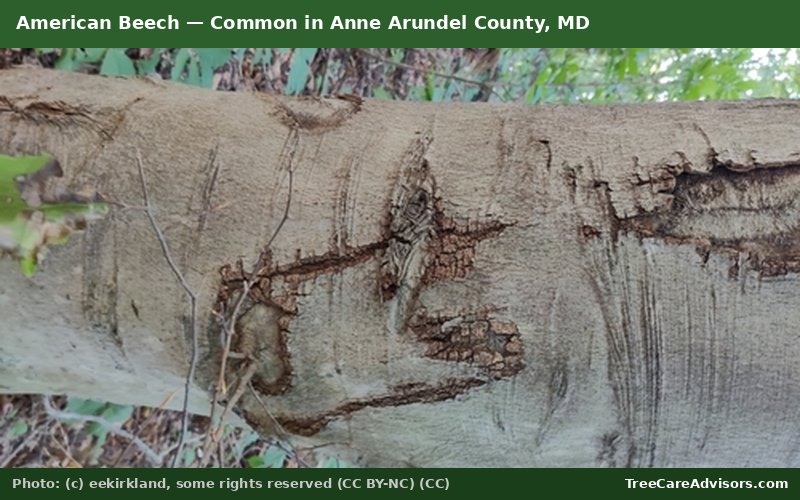 American Beech  -  common in Anne Arundel County, MD