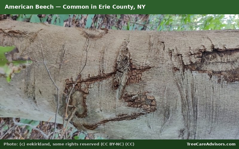 American Beech  -  common in Erie County, NY