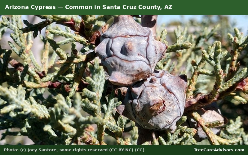 Arizona Cypress  -  common in Santa Cruz County, AZ