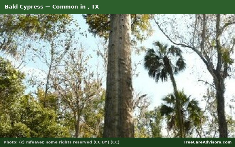 Bald Cypress  -  common in , TX