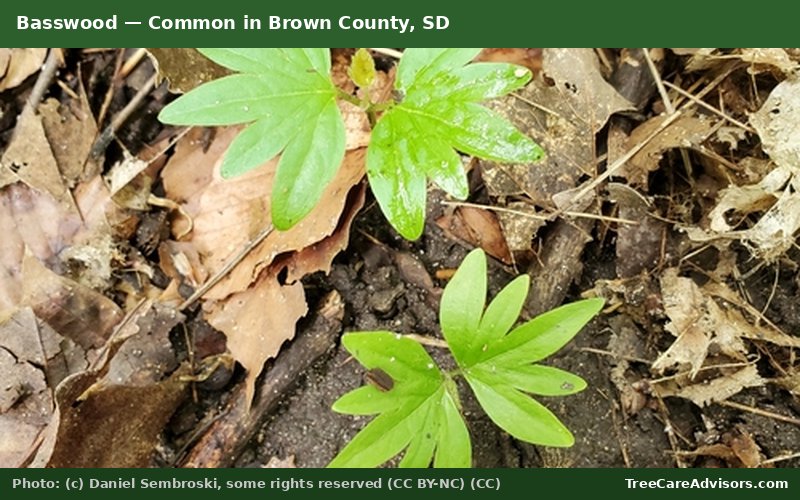 Basswood  -  common in Brown County, SD