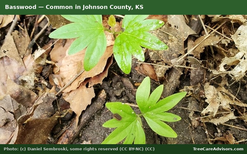 Basswood  -  common in Johnson County, KS
