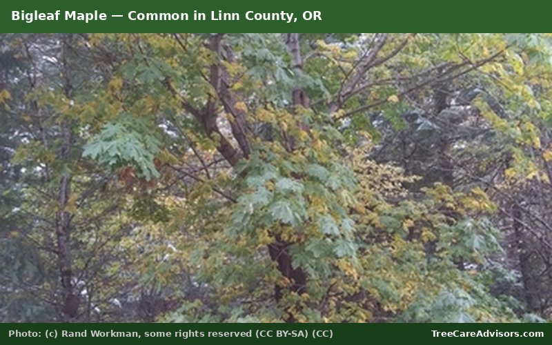 Bigleaf Maple  -  common in Linn County, OR