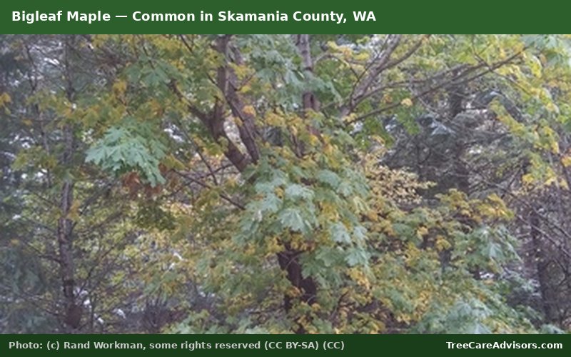 Bigleaf Maple  -  common in Skamania County, WA