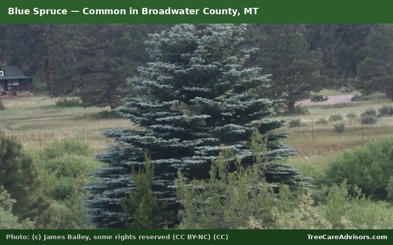 Blue Spruce  -  common in Broadwater County, MT