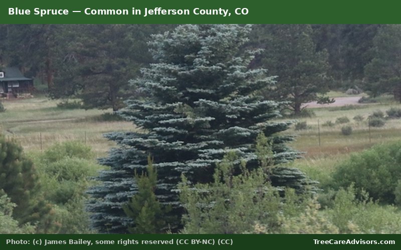 Blue Spruce  -  common in Jefferson County, CO