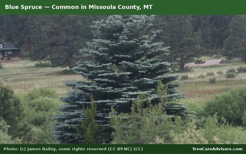 Blue Spruce  -  common in Missoula County, MT