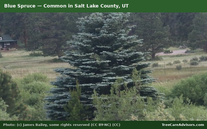 Blue Spruce  -  common in Salt Lake County, UT