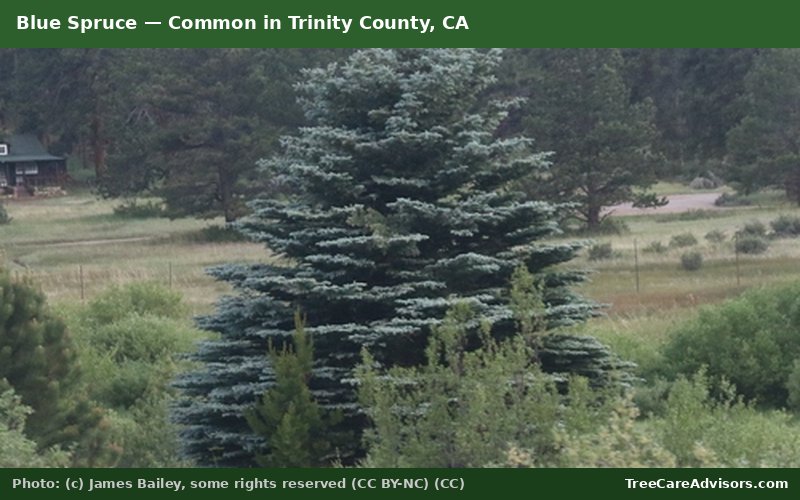 Blue Spruce  -  common in Trinity County, CA