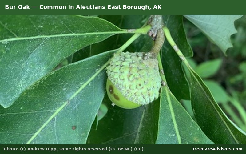 Bur Oak  -  common in Aleutians East Borough, AK